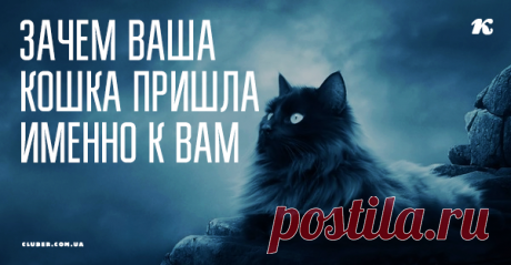 Зачем ваша кошка пришла именно к вам Признанной защитницей человека считается собака. Кошка же на прохожих не лает, не бросается. Но именно она хранит дом от вторжения настоящего зла — негатива из Тонкого мира, незваных гостей, которых просто так не увидишь.