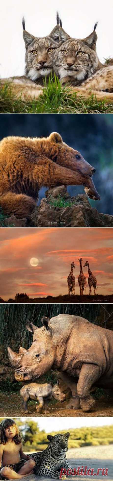 Stunning Wildlife photography by Marina Cano | Coolphotos | Daily Inspiration on WhereCoolThingsHappen