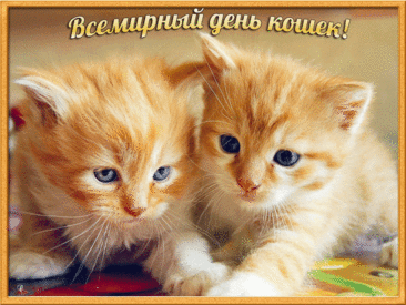 Возьмет пусть каждый кошку к себе в дом:
Бездомных станет меньше день за днем!
Пусть будет в мире больше доброты,
Чтобы от счастья замурчали все коты!
Со Всемирным Днем кошек!