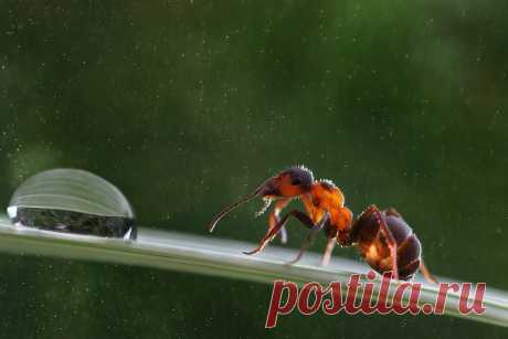 Парадокс :муравей на резиновом тросе