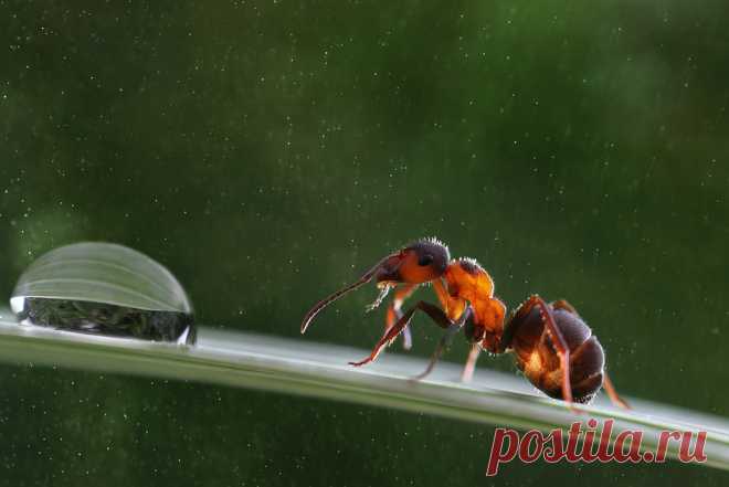 Парадокс :муравей на резиновом тросе