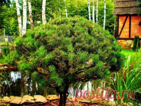 чудо-деревце)
