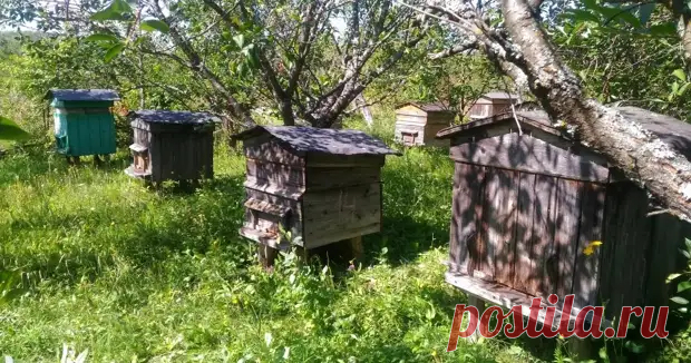 (9) Знаю вкус настоящего мёда. Научилась быстро и без хлопот определять подделку, рассказываю - ДОСТОЙНАЯ ЖИЗНЬ НА ПЕНСИИ - медиаплатформа МирТесен