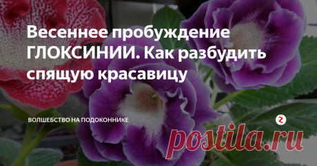 Весеннее пробуждение ГЛОКСИНИИ. Как разбудить спящую красавицу Обычно глоксинии, проводившие зиму в спячки, в марте месяце пробуждаются от сна. На клубнях, хранившихся без земли или зимующих в горшках, появляются розовые ростки. Чуть позже будут заметны молодые зеленые листочки. Но бывает, что не все луковички хотя просыпаться, особенно обидно, если это касается редких сортов.
«Ленивых товарищей» приходится будить, иначе цветение будет поздним. Сначала я их о