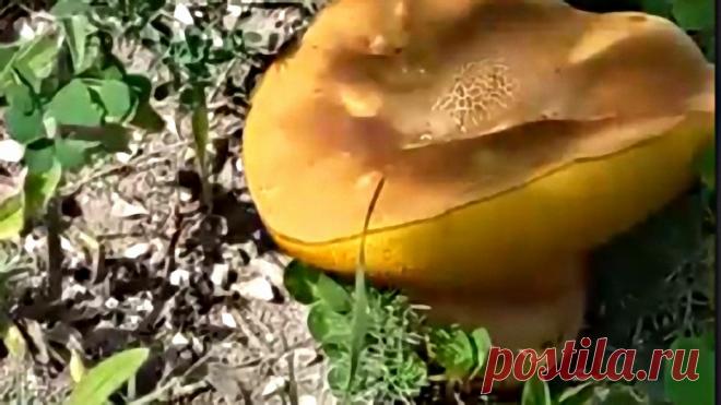 На работе - и работу работаем и грибы находим! Увидела издалека в траве желтую тарелку, подошла - а это гриб!