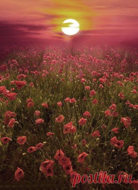 Provence - mon - amour
Елена Николаева