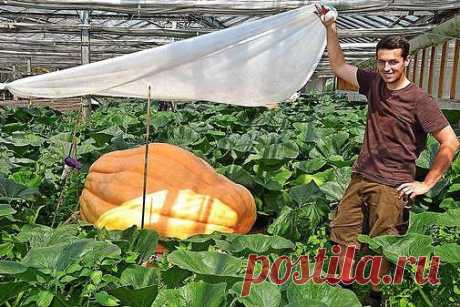 ФОРМИРОВАНИЕ ОГУРЦА, КАБАЧКА И ТЫКВЫ. ПРИЩИПЫВАНИЕ

Сформированный куст огурца на шпалере.

Прищипывание огурцов в открытом грунте

В домашних условиях огурцы лучше выращивать на шпалере или специальной сетке. Для новичков огородников очень важно знать, нужно ли проводить прищипку или нет. На вертикально расположенных побегах необходимость выполнения приема видна лучше.

Правила формирование куста огурцов:
Формирование 7-8 листьев на центральном побеге без появления боковы...