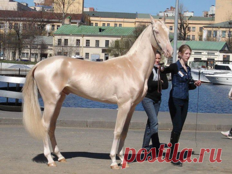 20 самых красивых лошадей в мире, от которых трудно отвести взгляд | Позитив в картинках и не только