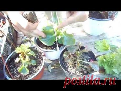 БЕГОНИЯ. РАЗМНОЖАЕМ ЧЕРЕНКОВАНИЕМ (помощник не спит!)
