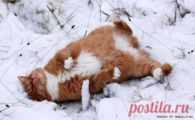 С первым днем зимы! (23 фото)