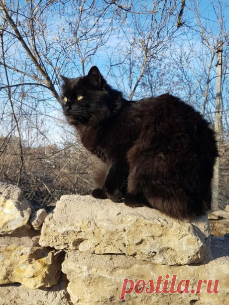 ЧЁРНЫЕ КОТЫ: приносят удачу и защищают от воров