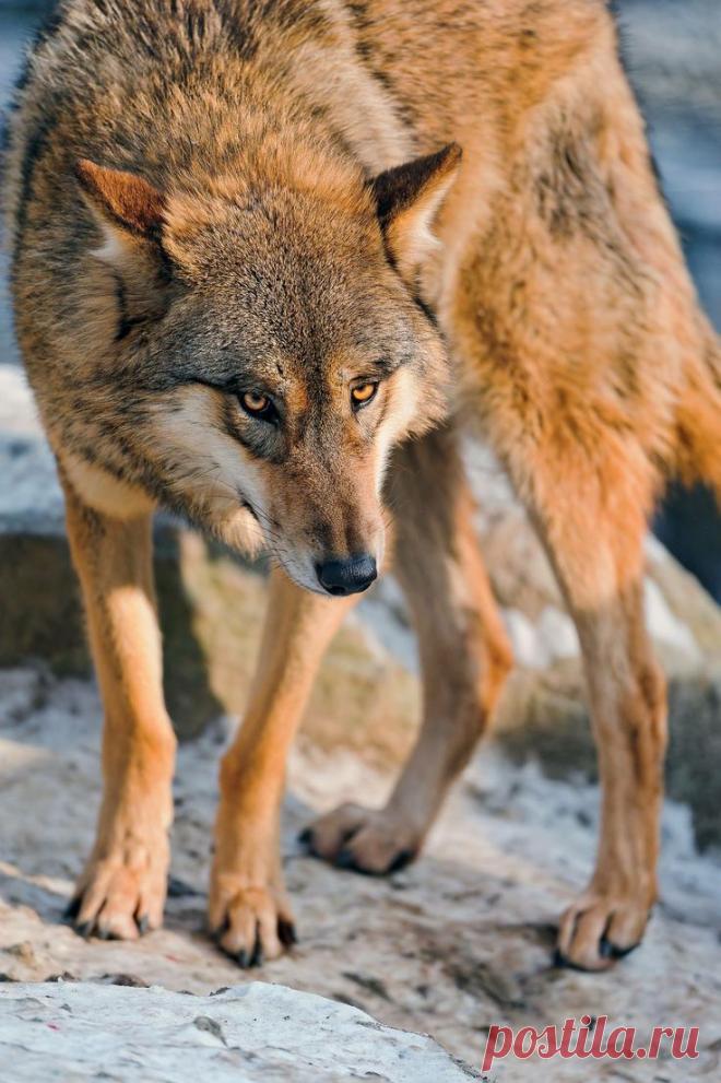 Найдено на сайте flickr.com.