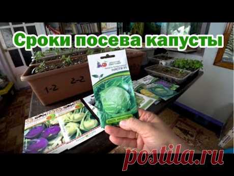 О сроках посева капусты