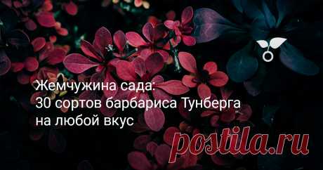 Жемчужина сада: 30 сортов барбариса Тунберга на любой вкус Пришло время поговорить о культиварах барбариса Тунберга, коих великое множество. Многообразие сортов, различающихся габитусом, размерами и окраской листьев, дает возможность каждому подобрать «свой» сорт. По личному опыту скажу, скорее всего сорт будет не один: слишком уж велик выбор и соблазн, а взгляд волей-неволей цепляется за саженцы барбариса при посещении любого питомника. Наша подборка призвана помочь определиться с выбором