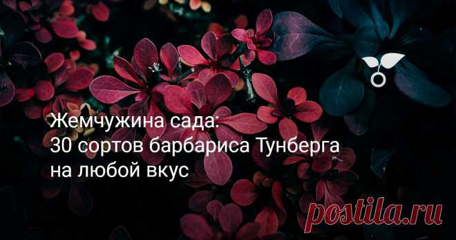 Жемчужина сада: 30 сортов барбариса Тунберга на любой вкус Пришло время поговорить о культиварах барбариса Тунберга, коих великое множество. Многообразие сортов, различающихся габитусом, размерами и окраской листьев, дает возможность каждому подобрать «свой» сорт. По личному опыту скажу, скорее всего сорт будет не один: слишком уж велик выбор и соблазн, а взгляд волей-неволей цепляется за саженцы барбариса при посещении любого питомника. Наша подборка призвана помочь определиться с выбором