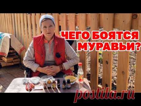 ОТ МУРАВЬЕВ ВСЕ СРЕДСТВА ВРЕМЕННО И ТОЛЬКО ОДИН СПОСОБ МОЖЕТ ИЗБАВИТЬ@obovsemsmarusey