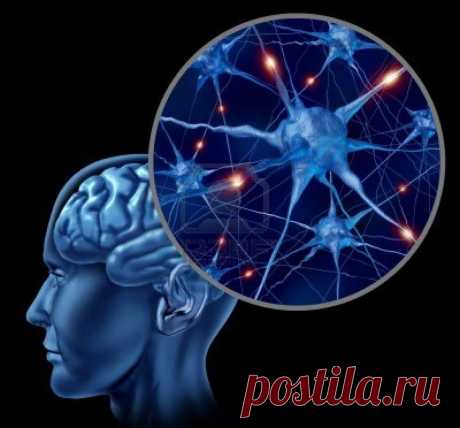 Регенерация мозга возможна, но ему нужна помощь