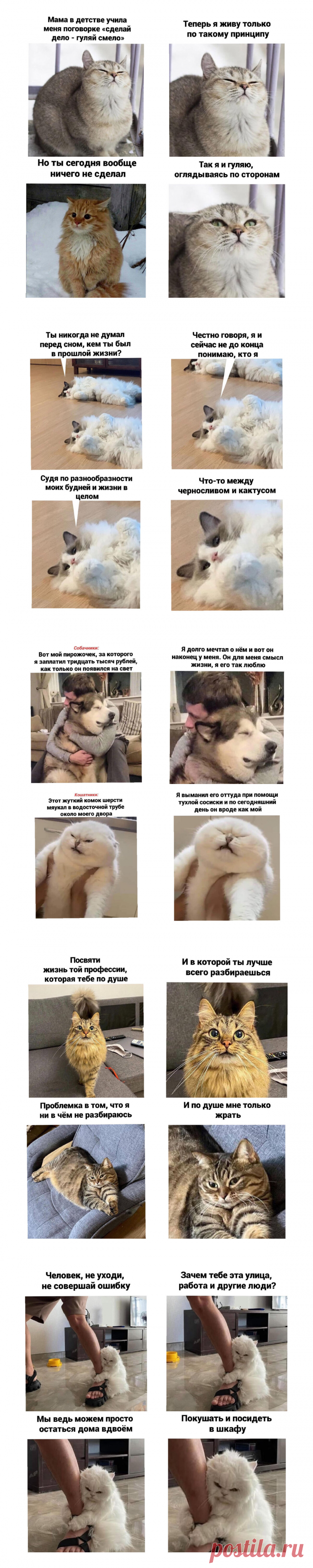 Подборка приколов с котами 6.0. Улыбнись. | Шум моря | Дзен