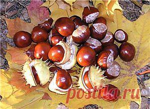 Каштаны...для разжижения крови..