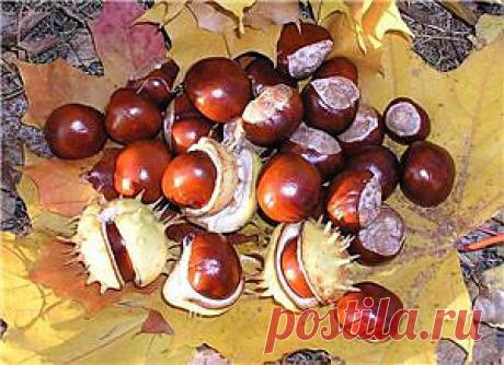 Каштаны...для разжижения крови..