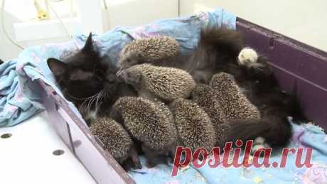 Мама Муся: Кошка усыновила восьмерых ёжиков-сирот В приморском зоопарке кошка стала мамой для осиротевших ежат. Родная мать детёнышей погибла, когда косили траву. В тот момент ежата были ещё слепы и не могли самостоятельно есть. Выводок принесли в зоопарк, где сотрудники два дня пытались накормить малышей — но они отказывались от сосок и бутылочек. На помощь пришла кошка Муся, которая каждые два часа, как по расписанию, кормила своих приёмных детей. Теперь ёжики чувствуют ...