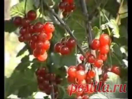 Результаты ЭМ-технологии, байкала эм-1, часть 2.