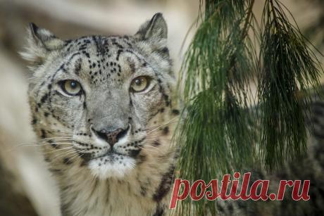 Snow Leopard by Kristin Castenschiold / 500px