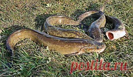 Снасти для ловли налима