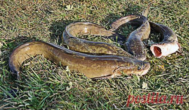 Снасти для ловли налима