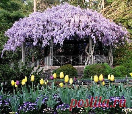 Пергола, глицинии