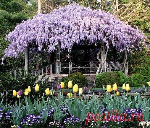 Пергола, глицинии