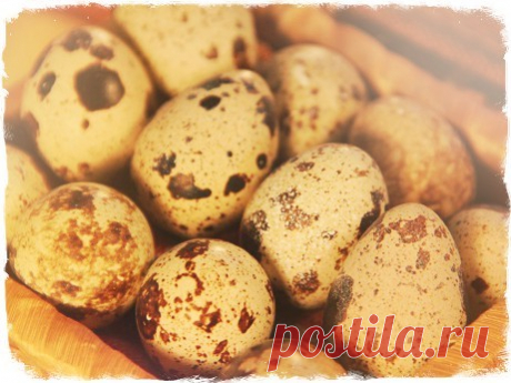 Маска из перепелиных яиц. Рецепты приготовления, отзыв