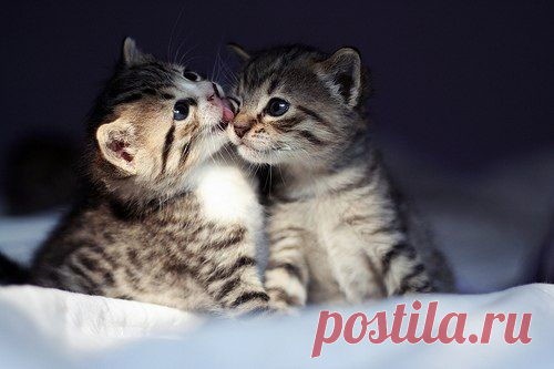 (535) Pinterest