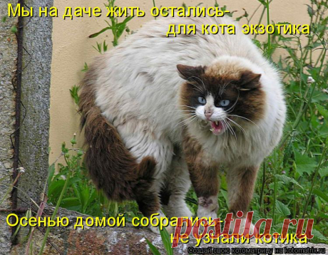 На дачах водятся коты небывалой красоты! Дачная котоматрица!