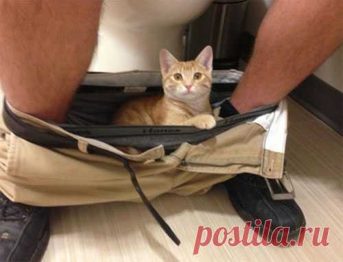 «Ни стыда, ни совести!» 30 фото самых обнаглевших морд