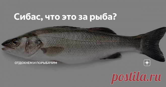 Сибас, что это за рыба? Сибас, он же лаврак
Уже несколько лет в крупных сетевых магазинах продают рыбу сибас. Что это за рыба? Внешне похожа на окуня или судака, только чешуя более светлая и серебристая. Так кто же он, этот сибас?
Эта морская рыба широко распространена в водах Атлантического океана, прекрасно известна во всех приморских странах Европы и Северной Африки под различными именами - морской судак, морской
