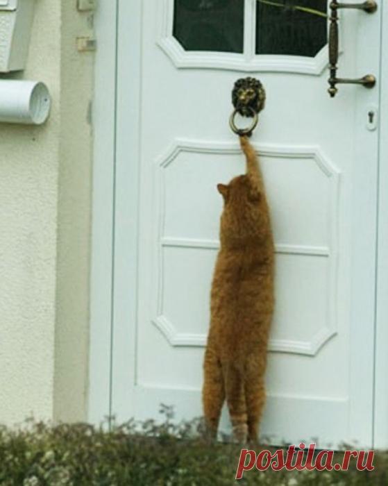 Открывайте дверь, хозяин пришёл!
