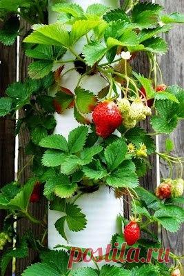 Как сделать вертикальную грядку для клубники    1. Вам понадобится:-Кл | уход за растениями | Постила