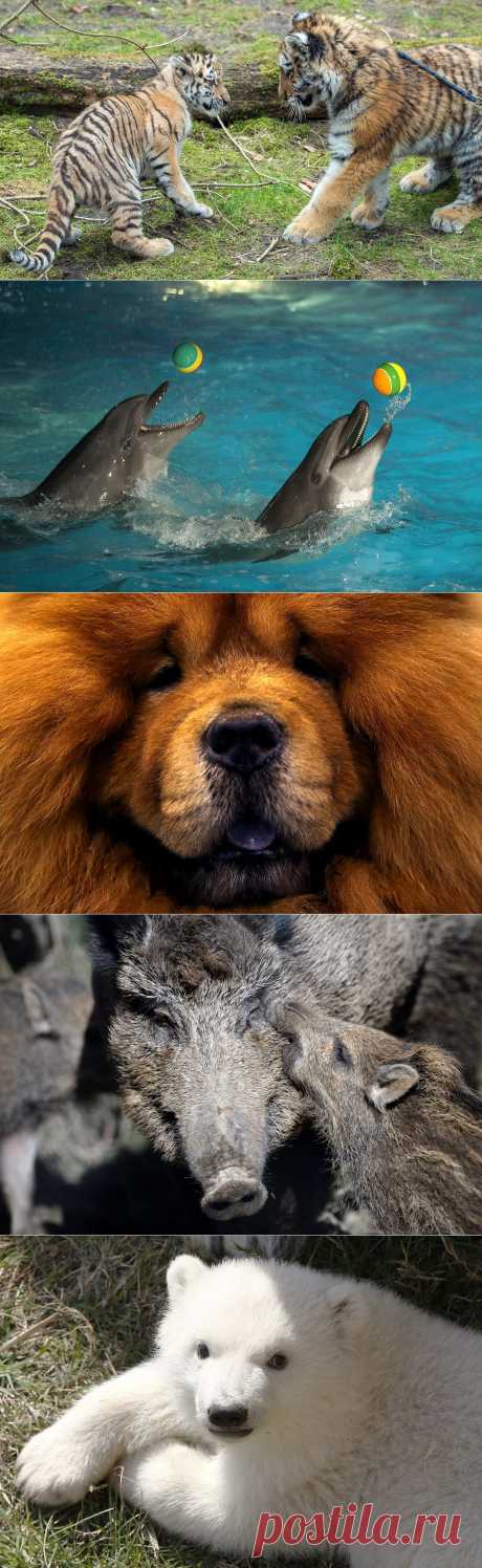 Лучшие фотографии животных со всего мира за неделю | ТАЙНЫ ВСЕЛЕННОЙ