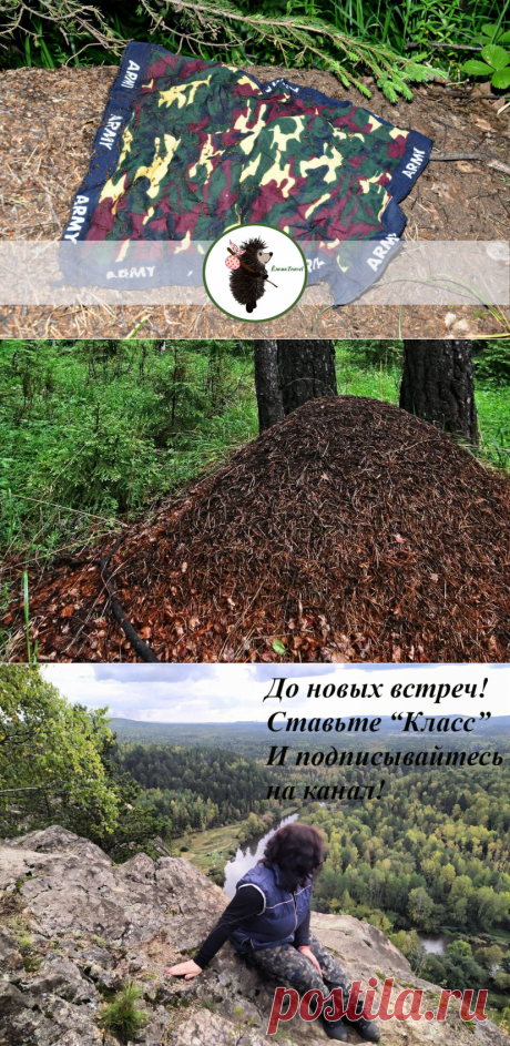 Не ходите в походы из-за комаров? Решить проблему помогут муравьи (инструкция) | ЁжикTravel | Яндекс Дзен