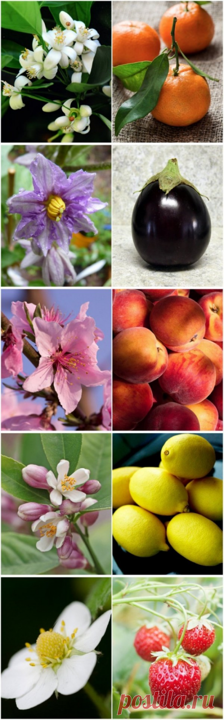 Как выглядят цветы известных нам плодов (15 фото)