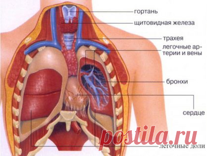 Схема расположения внутренних органов человека в организме мужчины и женщины - Популярная медицина