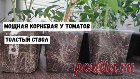 Садово - Цветочный Елены Николаевой | Мощная корневая у Томатов, даже высокорослые с толстым стволом, раскрываю секрет такой корневой, лучшие подкормки для рассады
