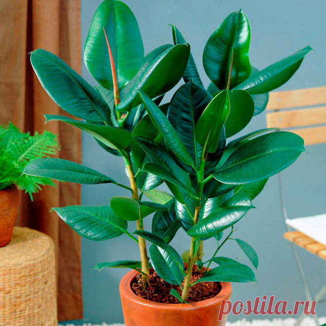 Комнатное растение Фикус каучуконосный (Ficus elastica). Наиболее известным и популярным видом еще со времен королевы Виктории считается фикус каучуконосный (F.elastica). Это классический фикус с крупными продолговатыми листьями - темно-зелеными, кожистыми и блестящими, хотя известны и пестролистные формы - с белыми и желтоватыми пятнами и полосами. В природе способен развиться в огромное толстое дерево. В комнатной культуре выращивают его декоративные и относительно неприхотливые формы.