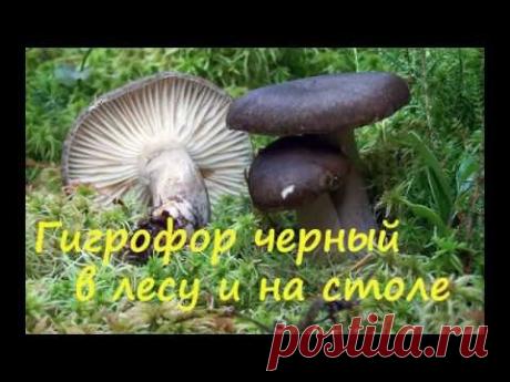 Гигрофор чёрный в лесу и на столе.