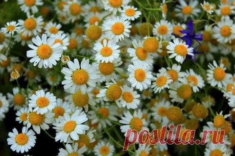 Если расшатались нервы&amp;#8230; 7 рецептов успокоительного чая |