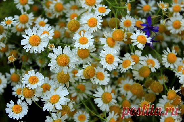 Если расшатались нервы&#8230; 7 рецептов успокоительного чая |