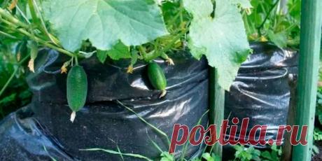 Как вырастить огурцы в мешках - Сад и огород