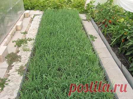 Когда сеять сидераты