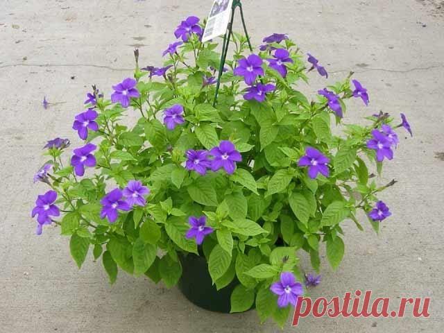 Новости.Броваллия.